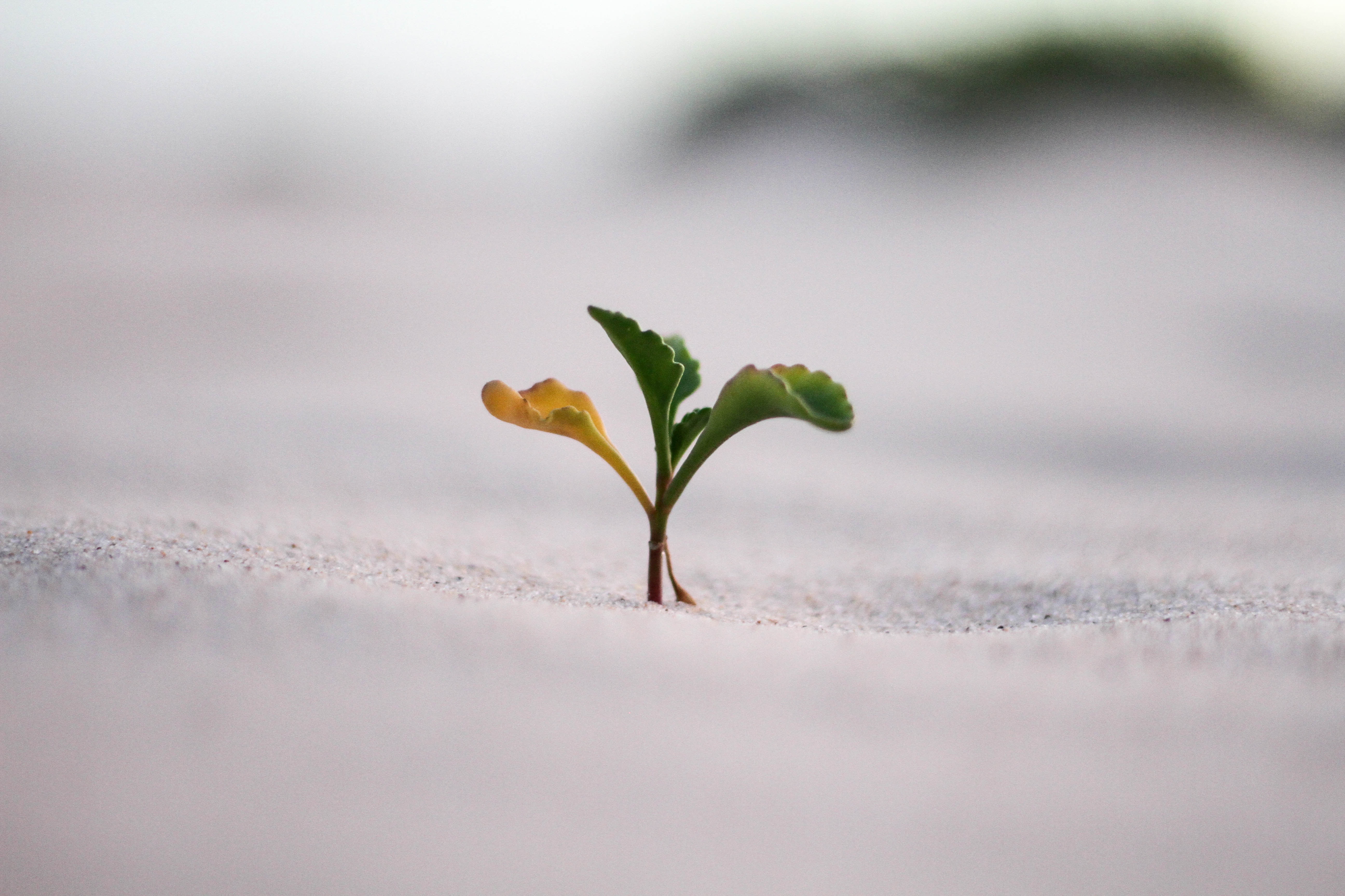 small plant growing image by Jeremy Bishop via Unsplash